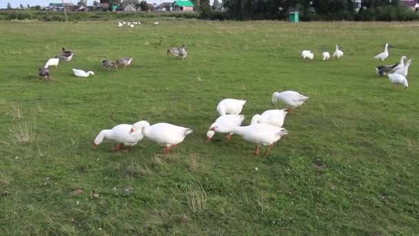 Agricultura - criação de gansos, ganso de aves — Vídeo de Stock