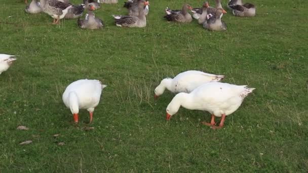 Ecologie en natuurlijke product - zelfvoorzienende landbouw — Stockvideo