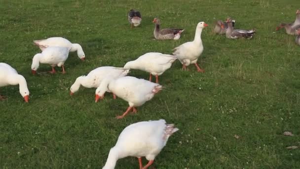 Rural pictures and life on the farm - video geese — Stock Video