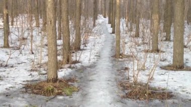 orman yolu, kar ve kış - video görüntüleri