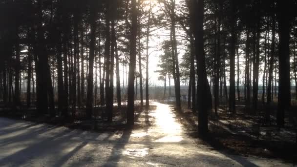 Bosque, nieve y principios de primavera y camino - material de video — Vídeos de Stock