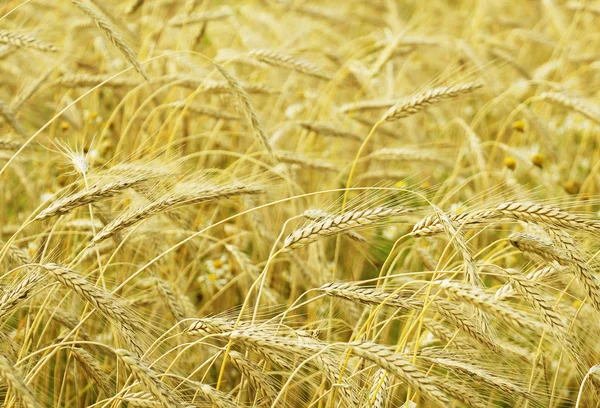 Granja, grano y planta de cereales — Foto de Stock