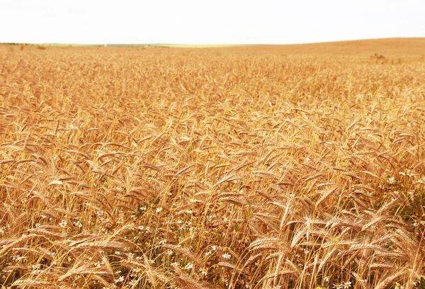 Agricultura ecológica, campo de plan de cereales — Foto de Stock
