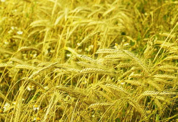 Plan de cereales y cereales, agricultura — Foto de Stock