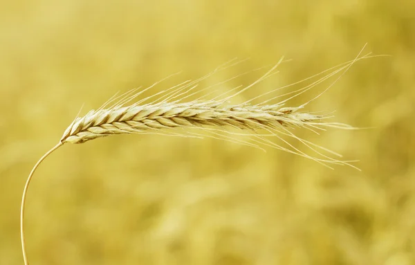 Plan agrícola, agrícola y de cereales — Foto de Stock