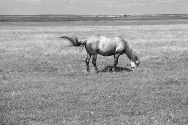 Yazın At Çiftliği. Çayır üzerinde otlayan fotoğraf atları..