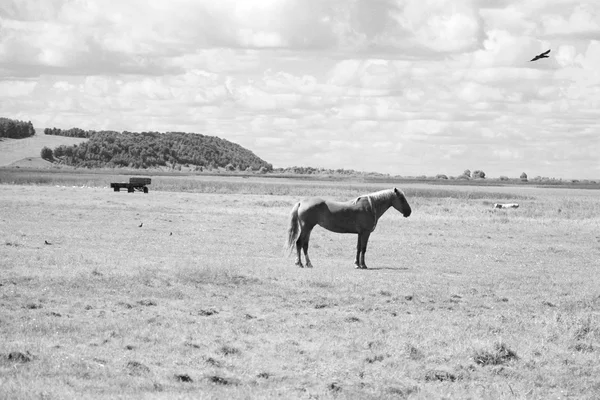 Cavalo Pastando Uma Fazenda Rural Animal Uma Grama — Fotografia de Stock
