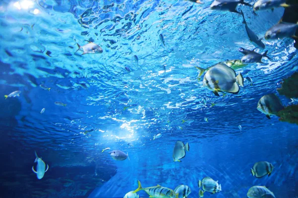Dimensjoneringsmønster under vann – stockfoto