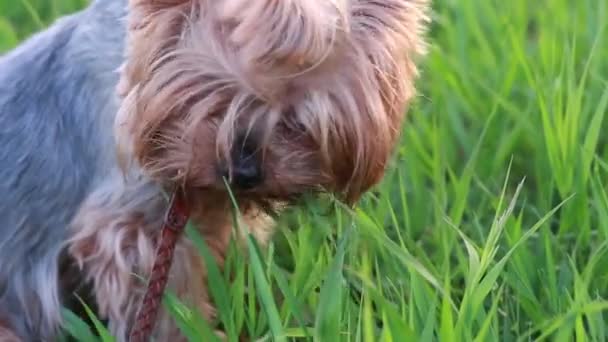 Yorkshire terrier eating grass — Stock Video