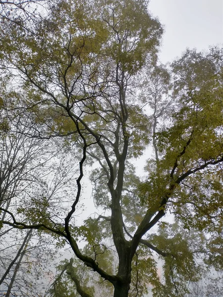 Cielo Lunatico Albero Autunnale Sulla Città — Foto Stock