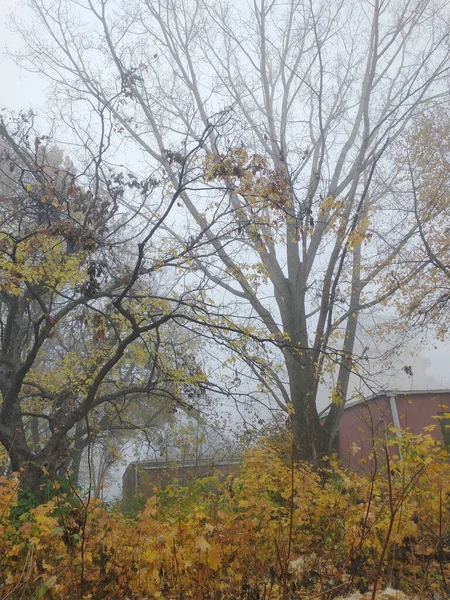 Moody Ουρανό Και Φθινοπωρινό Δέντρο Στην Πόλη — Φωτογραφία Αρχείου
