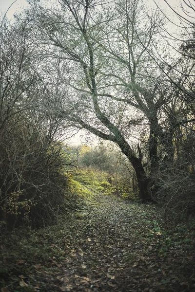 Road Forest Midow Dark Moody — Stock Photo, Image