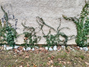 Bahçe dekorasyonunda duvarda yeşil sarmaşık bitkileri