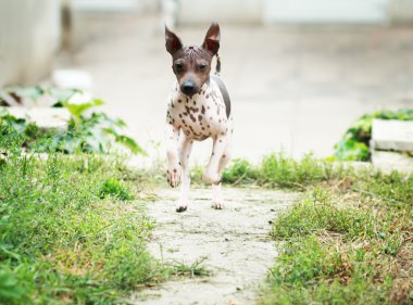 Amerikan tüysüz terrier