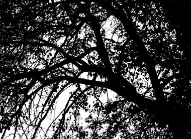 Ağaç dalları üzerinde beyaz izole