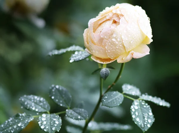 Żółte kwiaty Rosa — Zdjęcie stockowe