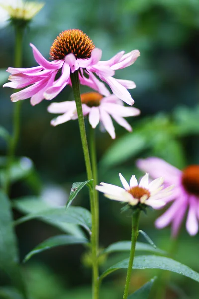 Equinácea purpurea en el jardín — Foto de Stock
