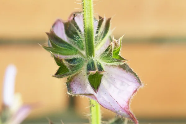 Salvia sclarea close up — Stock Photo, Image