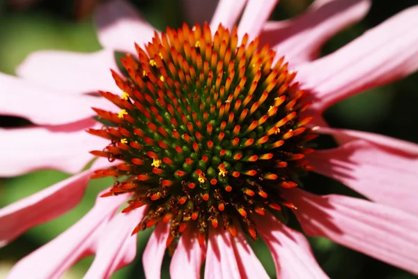 Equinácea purpurea en el jardín — Foto de Stock