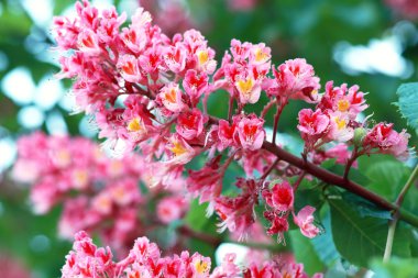 kestane çiçeği yakın çekim