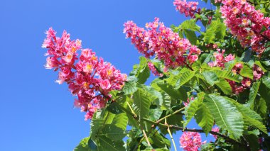 kestane çiçeği yakın çekim