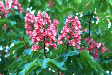 kestane çiçeği yakın çekim