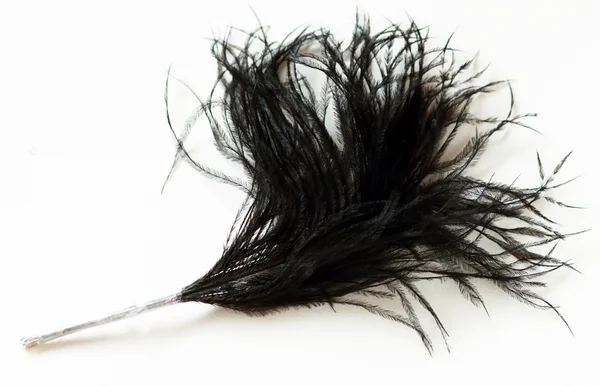 Piuma di struzzo nero peloso — Foto Stock