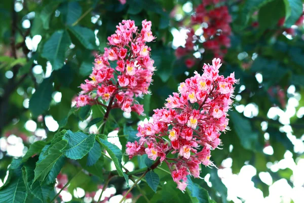 Flor de castanha de perto — Fotografia de Stock