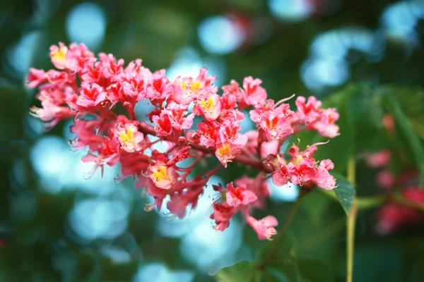 Flor de castanha de perto — Fotografia de Stock