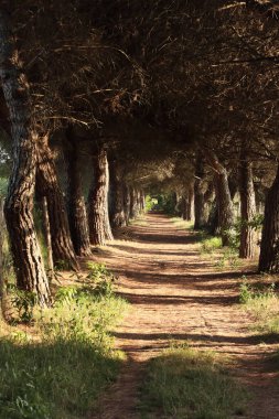 Bibione, İtalya 'daki bir çam ormanı tünelinden geçen toprak bir patikanın güzel dikey perspektifi. Güneş ışığı ağaçların arasından süzülerek dramatik gölgeler yaratır. Seyahat temaları için mükemmel