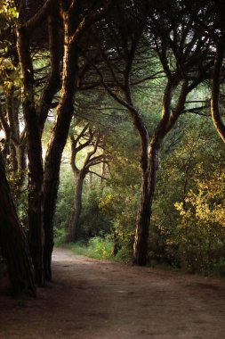 Bir kadın, İtalya 'daki Bibione çam ormanında deniz fenerinin yanındaki güneşte ıslanmış patikada yürüyor. Huzurlu bir doğa, sağlık ve Akdeniz kıyı güzelliği manzarası.