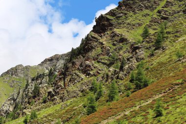 İtalyan Alpleri 'ndeki Stelvio Geçidi' nin engebeli güzelliğini keşfedin. Dağılmış ağaçlar, kayalık çıkıntılar ve parlak mavi gökyüzünün altında yemyeşil yaz bitkilerinden oluşan dik bir dağ yamacı.