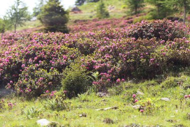 İtalya 'nın Stelvio Geçidi' nde güneşli bir yaz yamacında canlı pembe Alp Rhododendronlar (Alpenrose) açmaktadır. Parlak, doğal güneş ışığı altında yemyeşil bir çayırdaki yüksek irtifa dağ bitkisi.