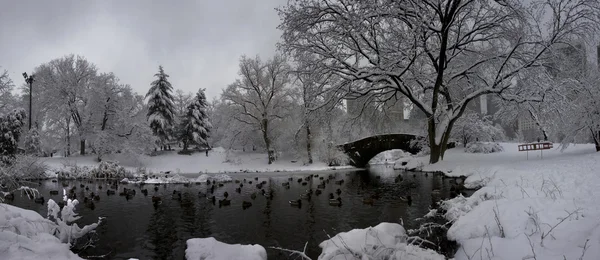 Central park in winter — Stock Photo, Image