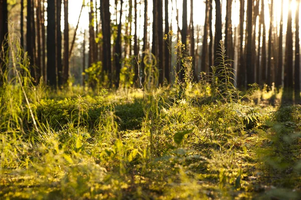Bir orman bitkilerde — Stok fotoğraf
