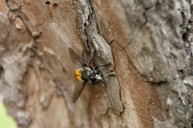 Bir bitkinin üzerinde uç
