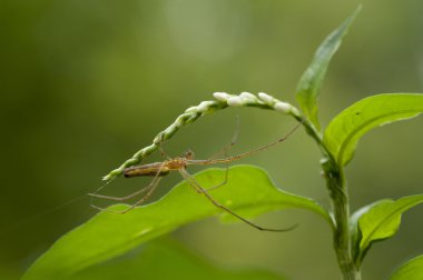 Örümcek Ağ Üzerinde