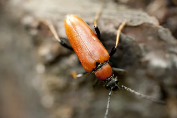 Beetle på en växt — Stockfoto