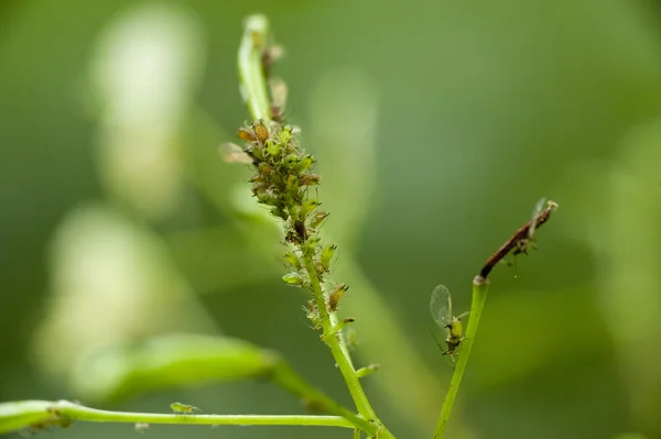 진딧물은 식물에 — 스톡 사진