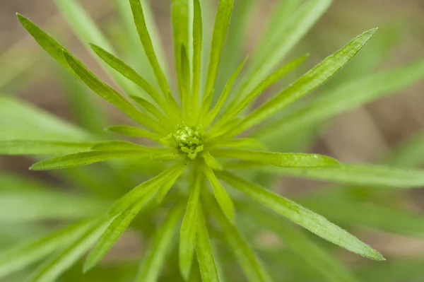 Green plant top view — Stok fotoğraf