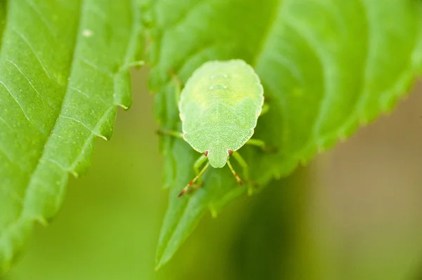 Bug op een plan — Stockfoto