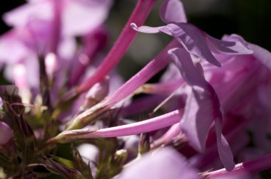 Phlox çiçek yakın çekim