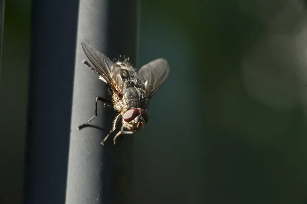 Volar en una planta — Foto de Stock