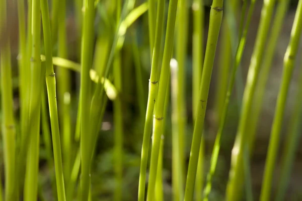 Caules verdes macro — Fotografia de Stock