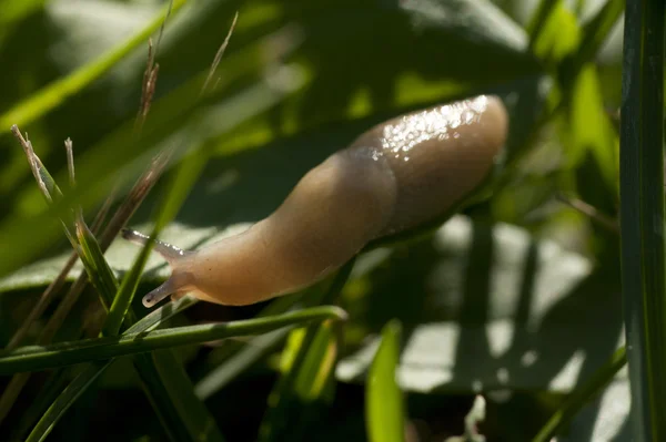 Snail on a grass — Stock Photo, Image