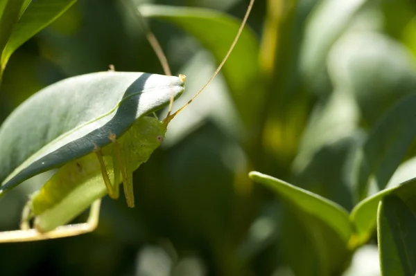 나뭇잎에 앉아 있는 메뚜기 — 스톡 사진