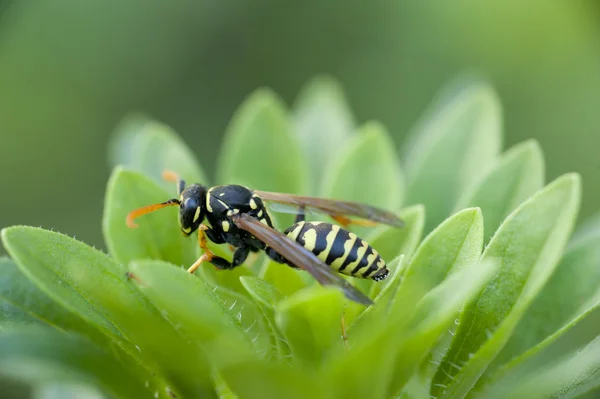 Vespa em uma planta — Fotografia de Stock