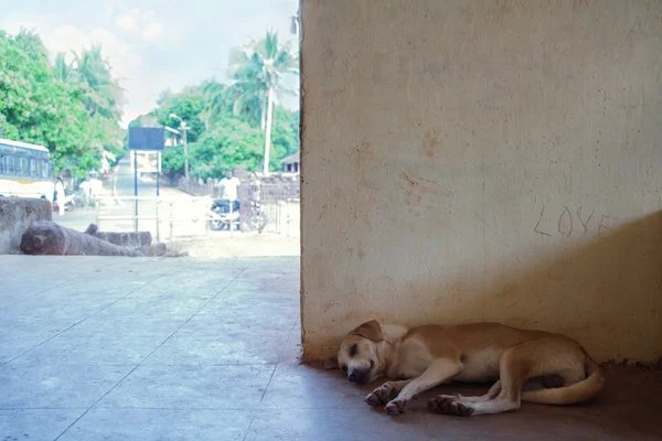 Милая собака отдыхает на земле — стоковое фото