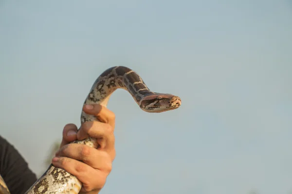 Bir elinde yılan — Stok fotoğraf
