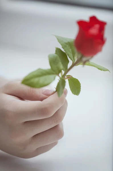 Mani con fiore — Foto Stock